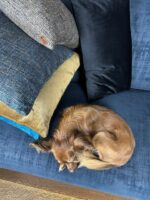 Poduszka  Bonto ze srebrem 50/50 cm